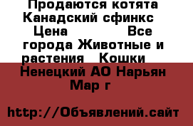 Продаются котята Канадский сфинкс › Цена ­ 15 000 - Все города Животные и растения » Кошки   . Ненецкий АО,Нарьян-Мар г.